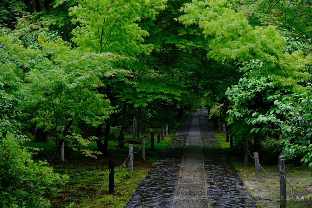 鹿王院 山門から中門にかけての参道
