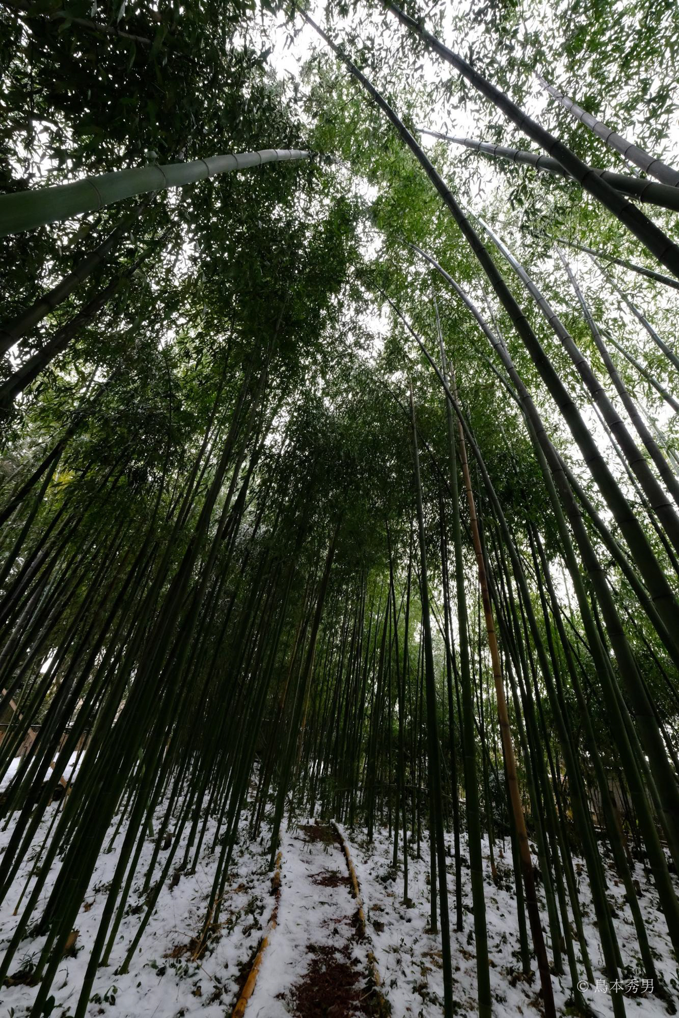 冬の鹿王院