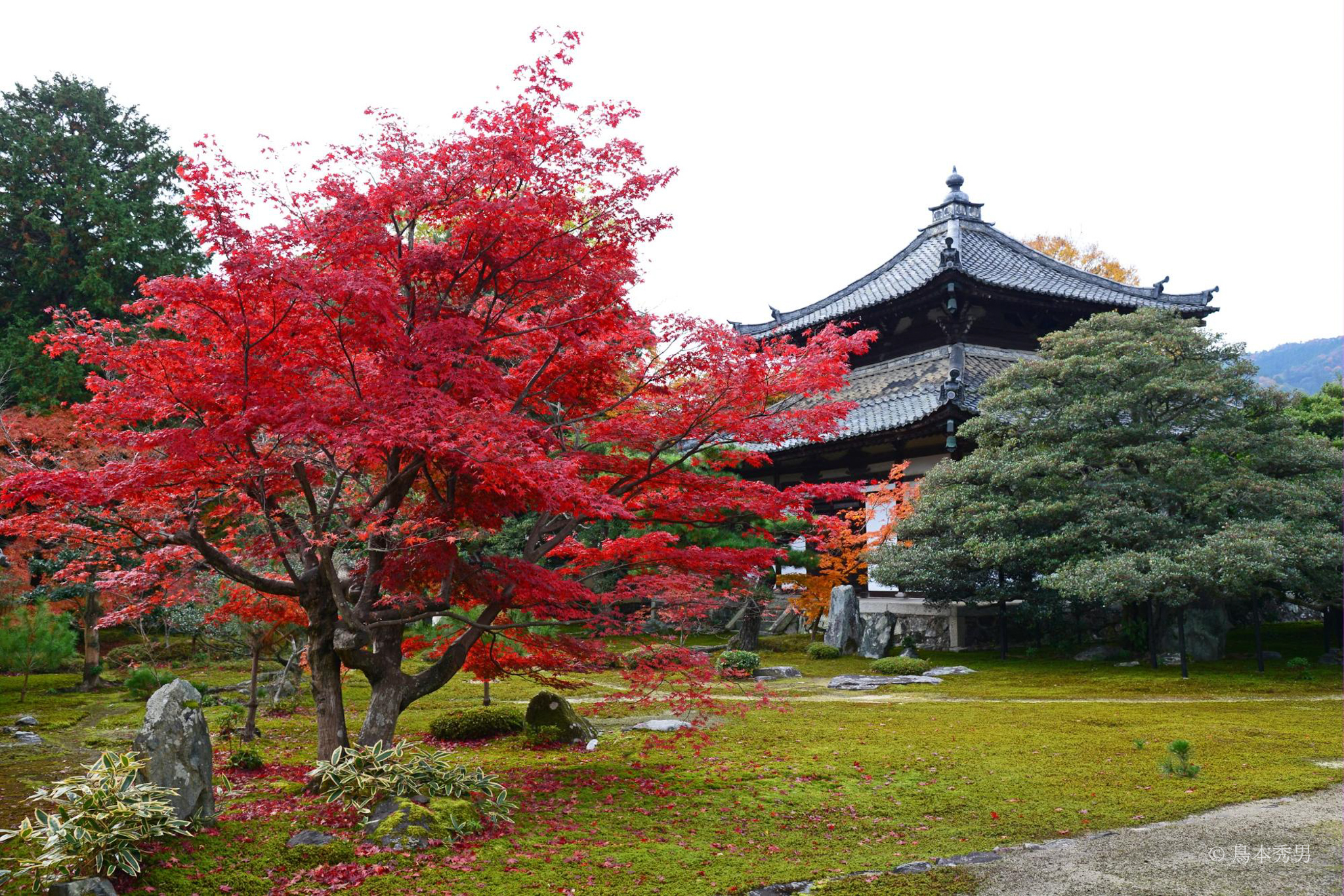 鹿王院　本庭
