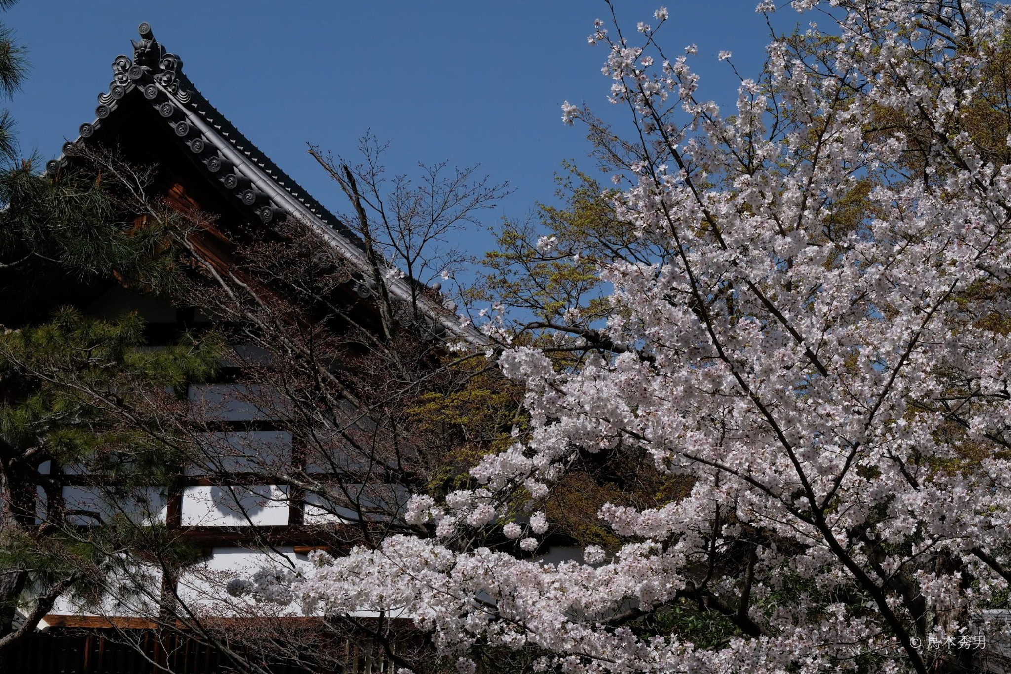 春の鹿王院
