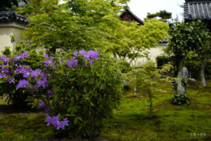 春の鹿王院