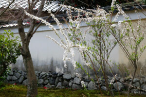 春の鹿王院
